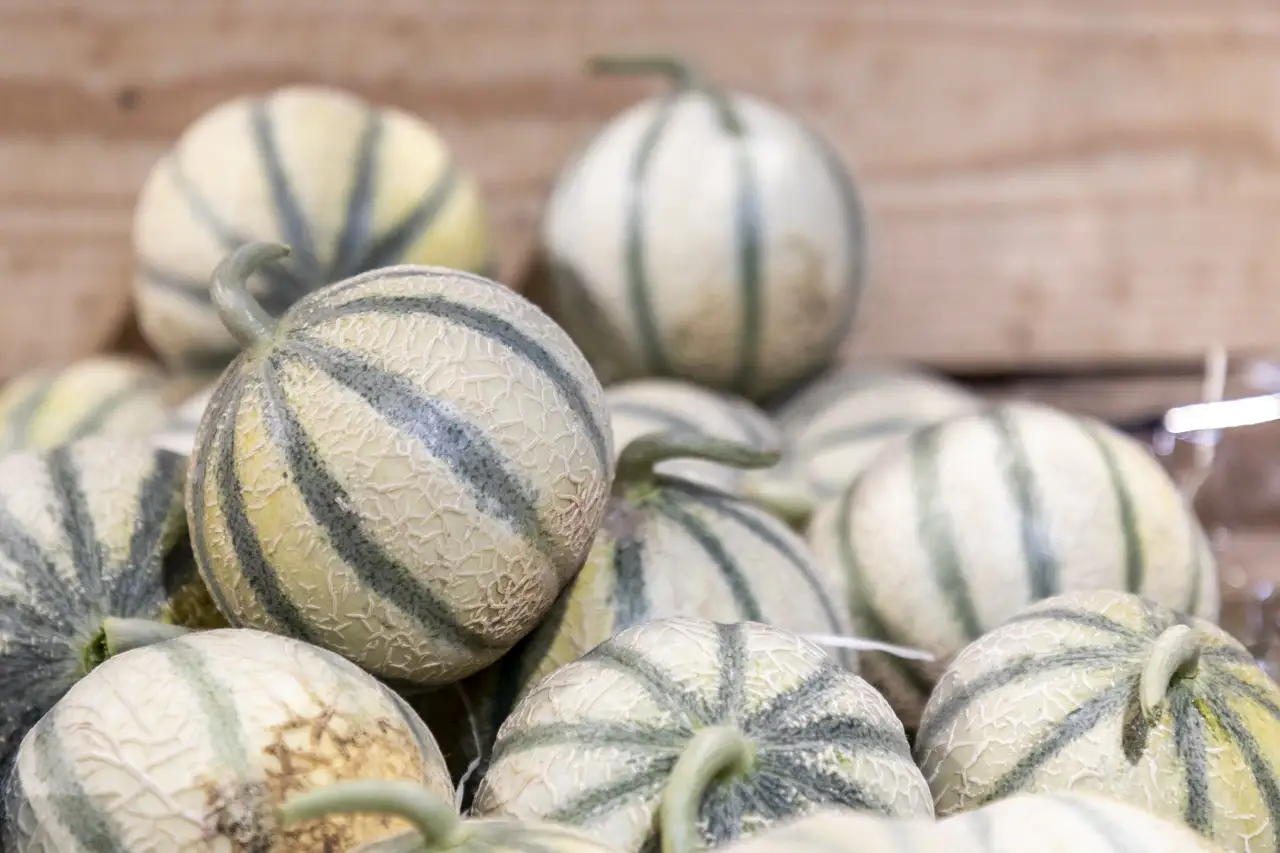 Alpilles Bio-Primeur -©Joel Lombard