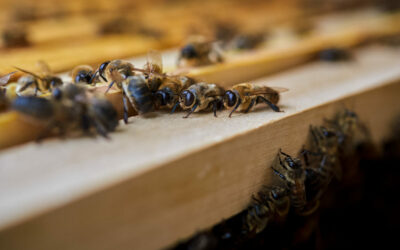 Demeter : le label de la biodynamie